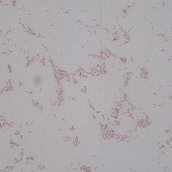 Bordetella bronchiseptica