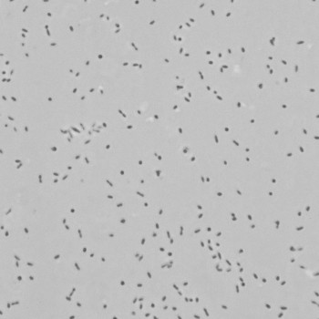 Bordetella bronchiseptica