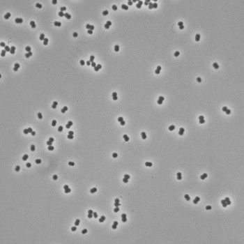 Branhamella ovis