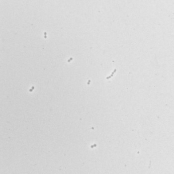 Enterococcus faecalis