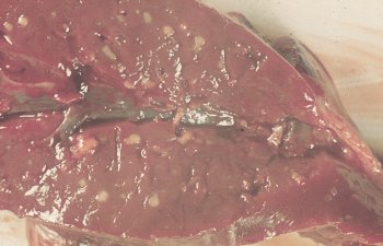 Listeria monocytogenes