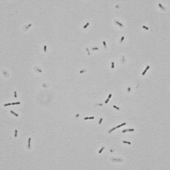 Moraxella bovis