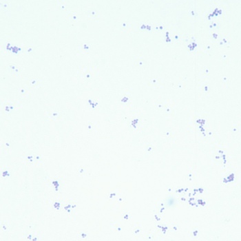 Staphylococcus aureus