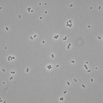 Staphylococcus aureus