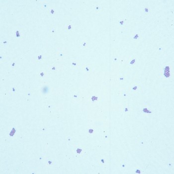 Staphylococcus hyicus