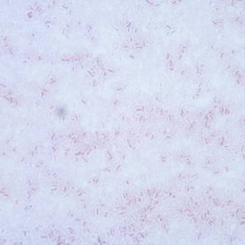 Vibrio anguillarum