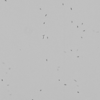Vibrio anguillarum