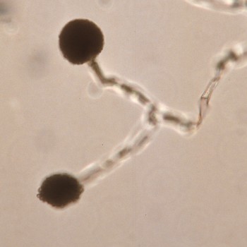 Absidia corymbifera