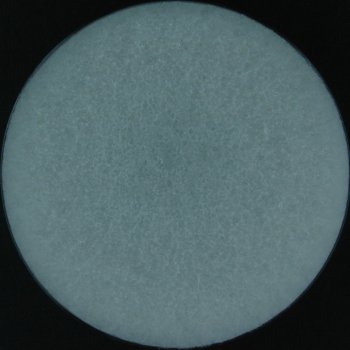 Absidia corymbifera