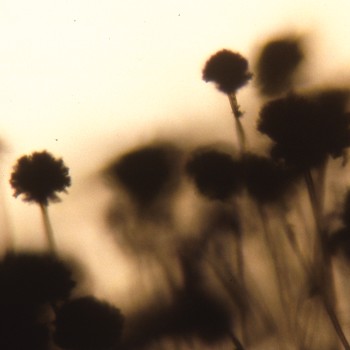 Aspergillus flavus