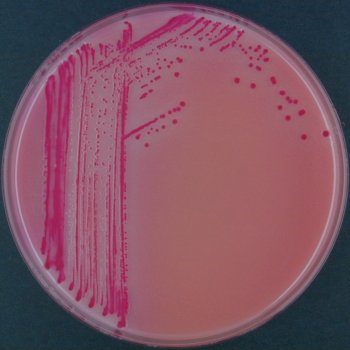 Rambach Agar